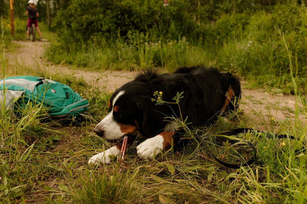 Two Border Collie dogs resting in tall grass with one sleeping and one alert watching the surroundings.