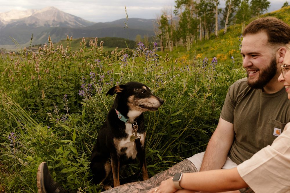 People enjoying a scenic mountain hike with dogs amidst wildflowers on a sunny autumn day.