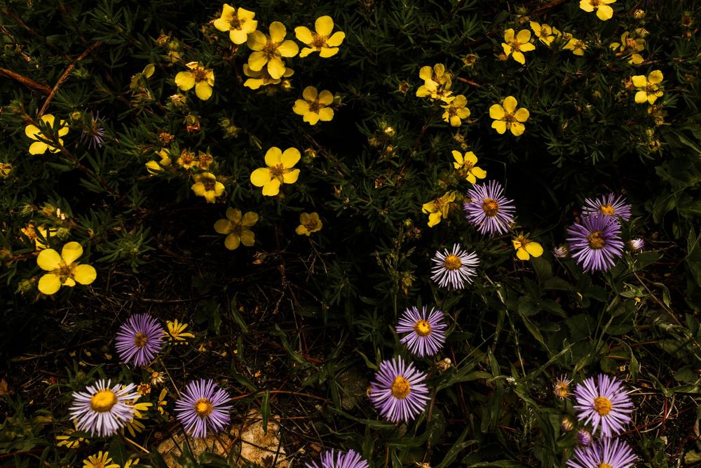 Yellow buttercups and purple aster wildflowers bloom together in a lush green natural meadow setting.