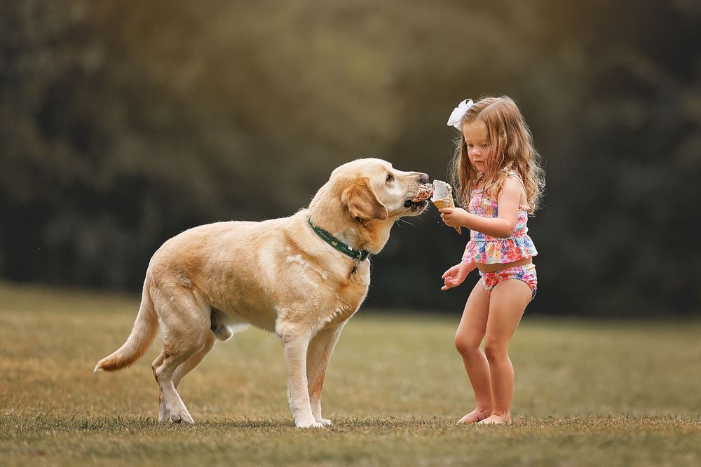 Golden Retriever dog actively playing and running with a pink frisbee toy in a grassy outdoor setting.