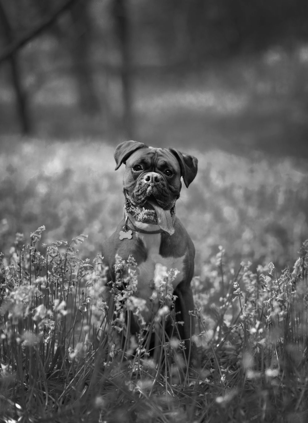 Barnsley, dog photography, dog photos, dog photographer