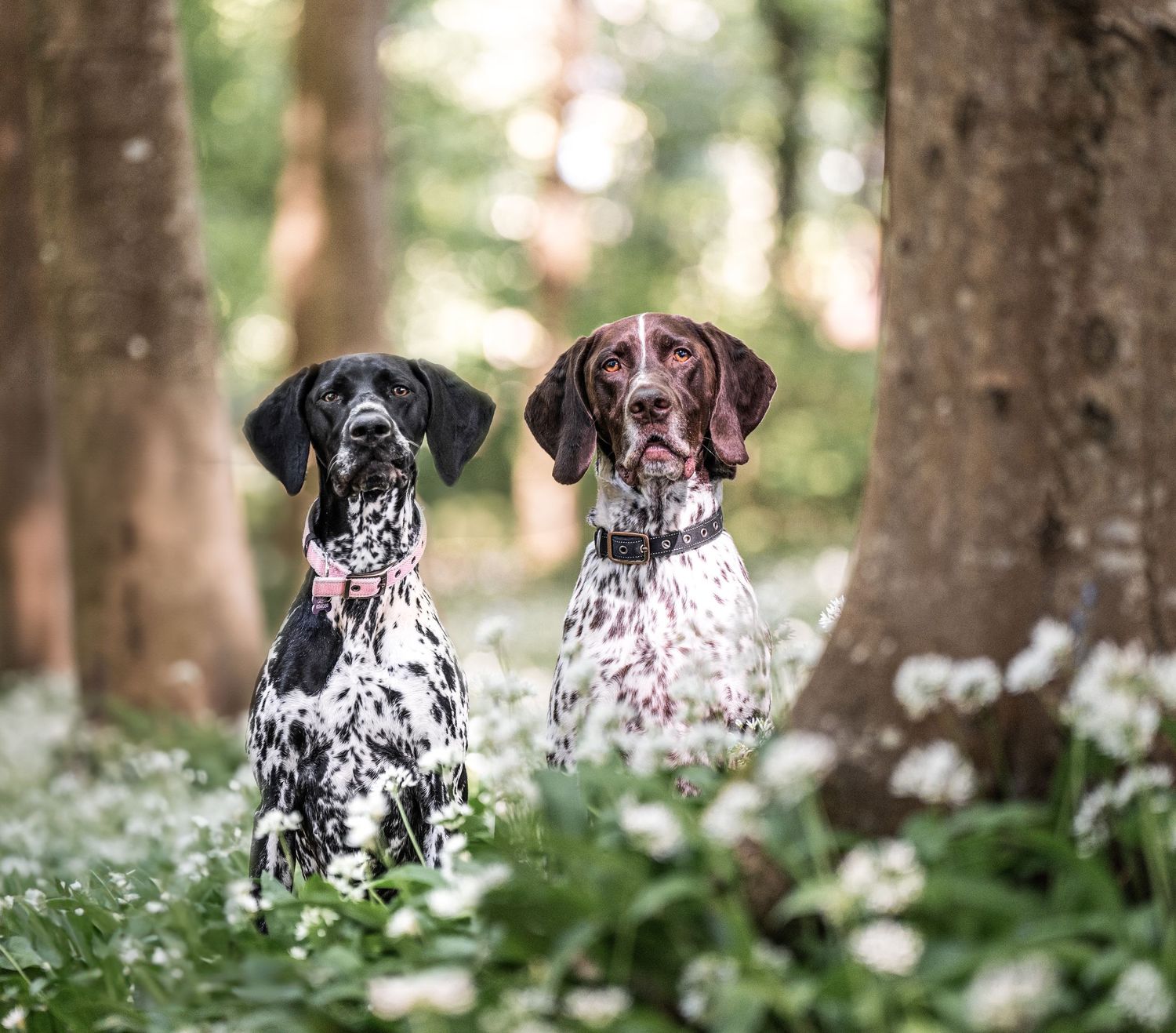A dappled grey horse and two spotted dogs pose with a person in a white dress in a wooded forest setting.