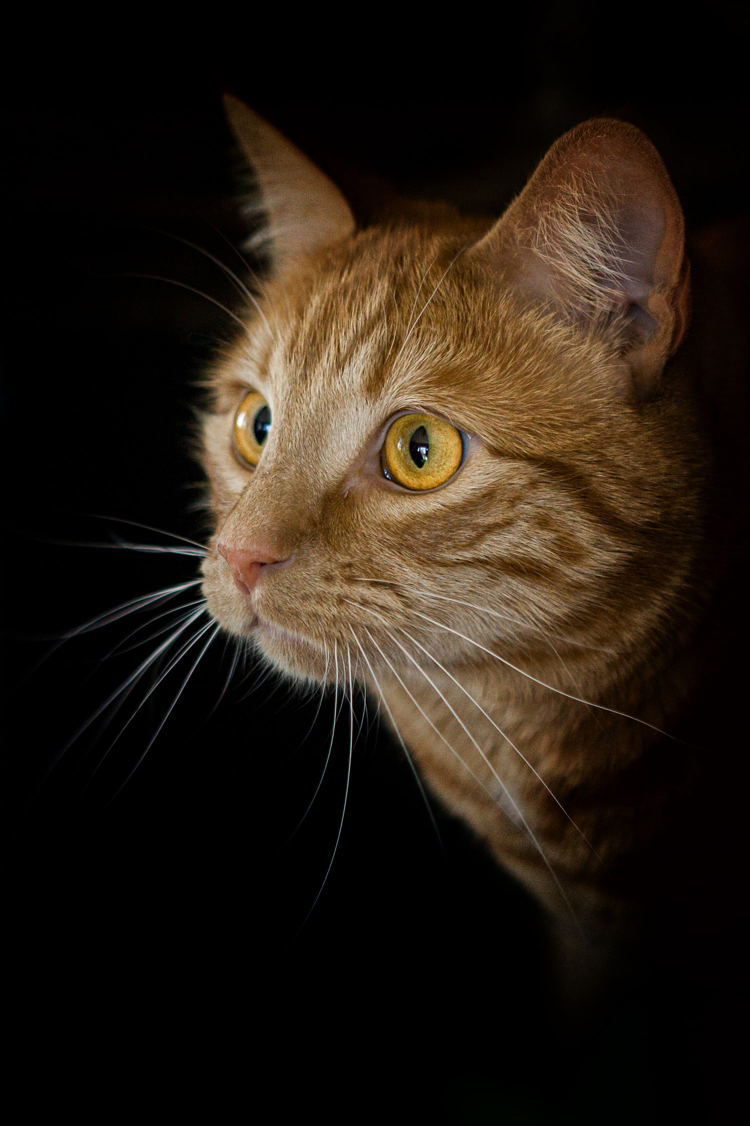 Close-up portrait sequence of an orange tabby cat's face against black background showcasing different angles of its eyes.