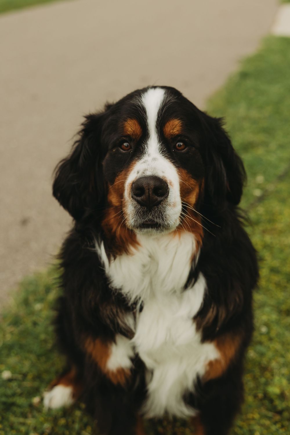 A Bernese Mountain Dog with tricolored fur sits on a path next to green grass, looking directly at the camera.