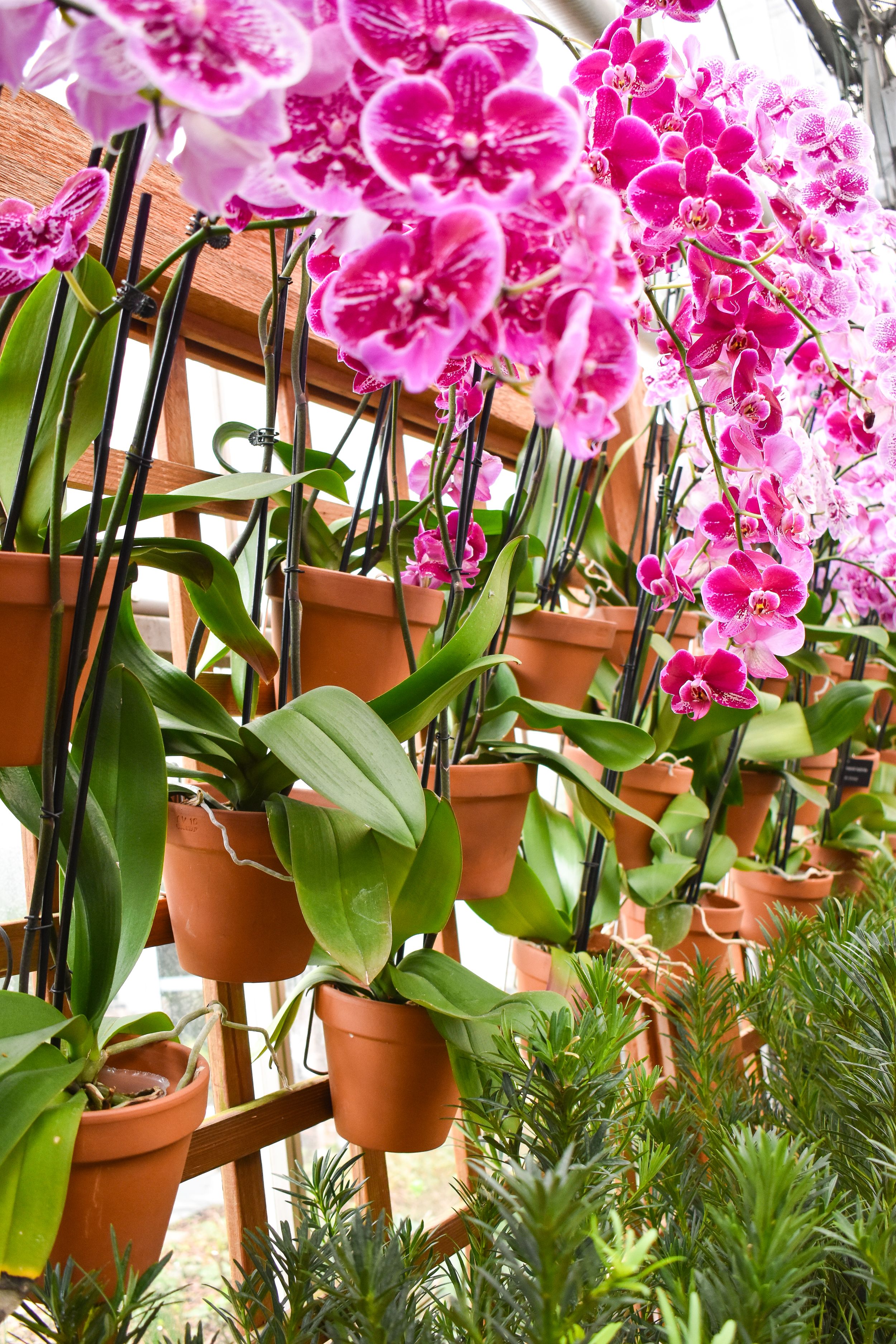Vibrant pink orchids blooming in terracotta pots arranged on wooden shelves with lush green foliage.