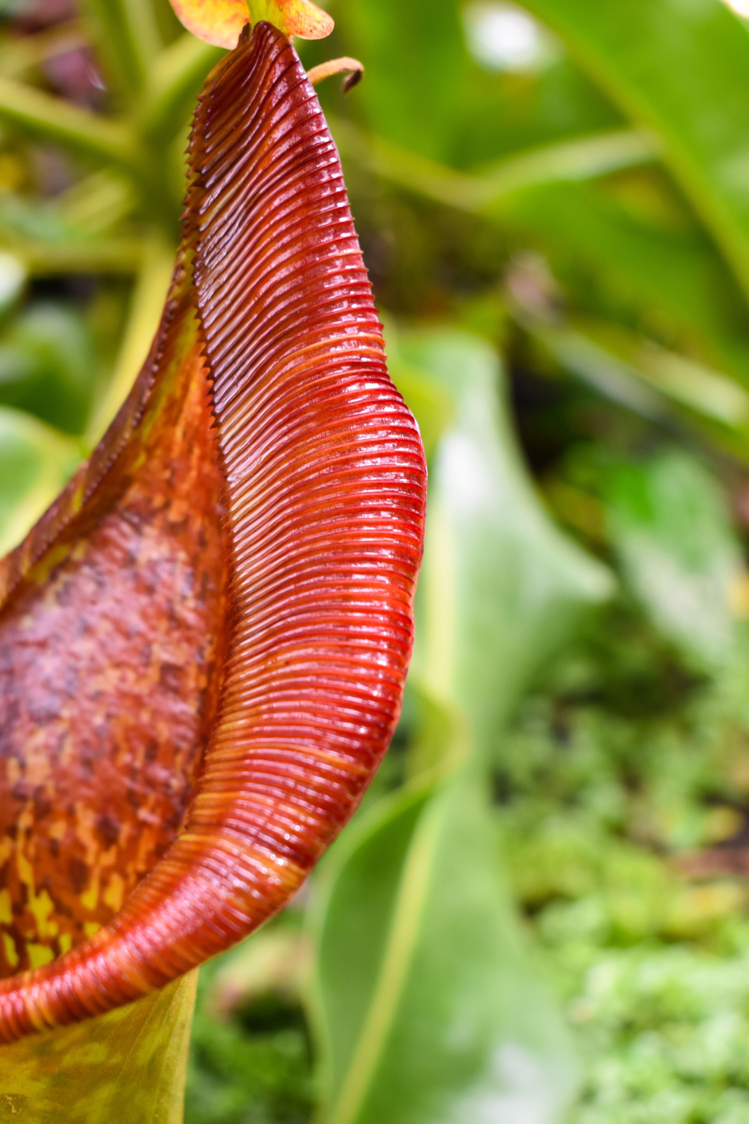 Detailed close-up of a red pitcher plant's ribbed trap showing its carnivorous structure.