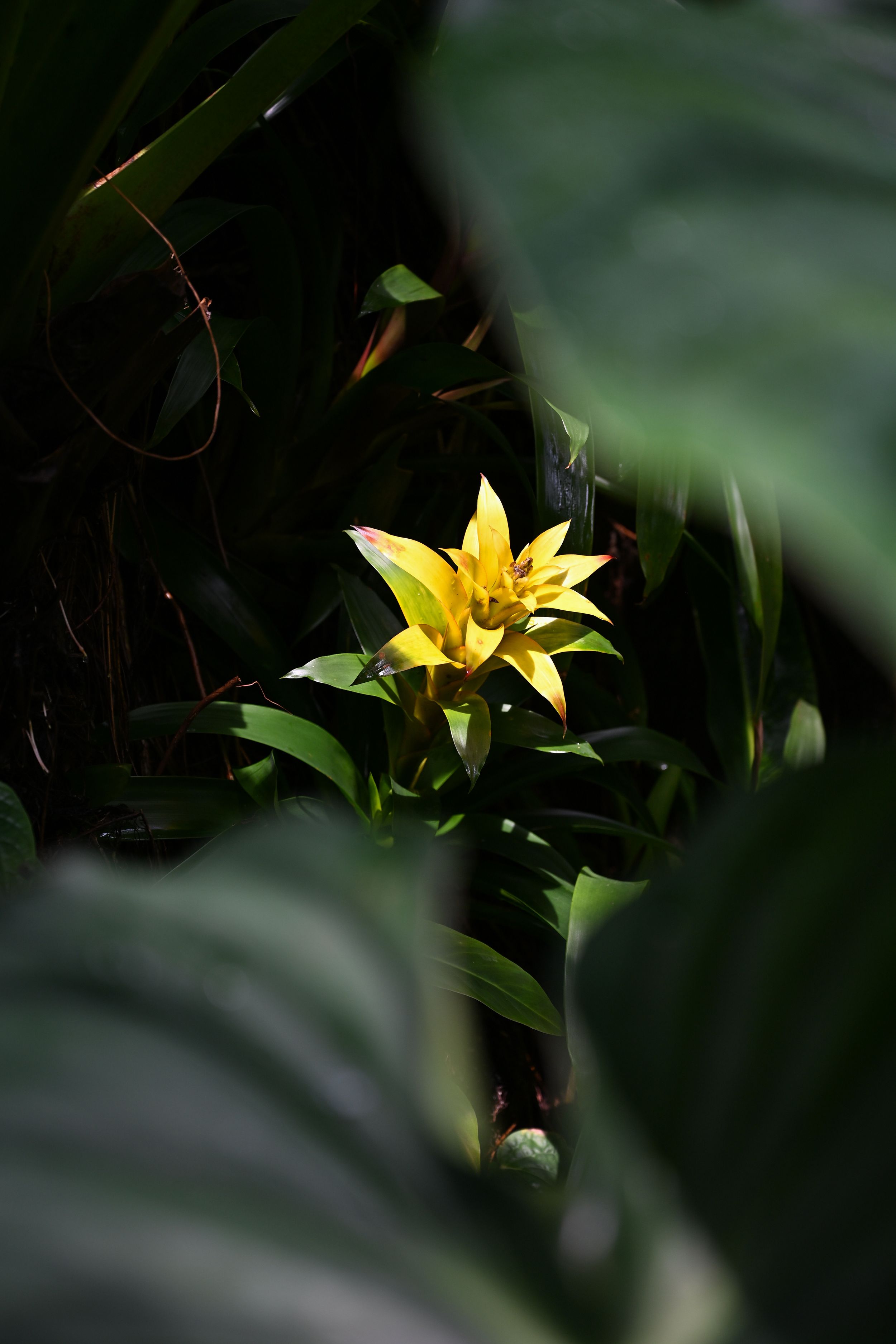 A bright yellow flower blooms among dark green foliage, creating a striking contrast in low light conditions.