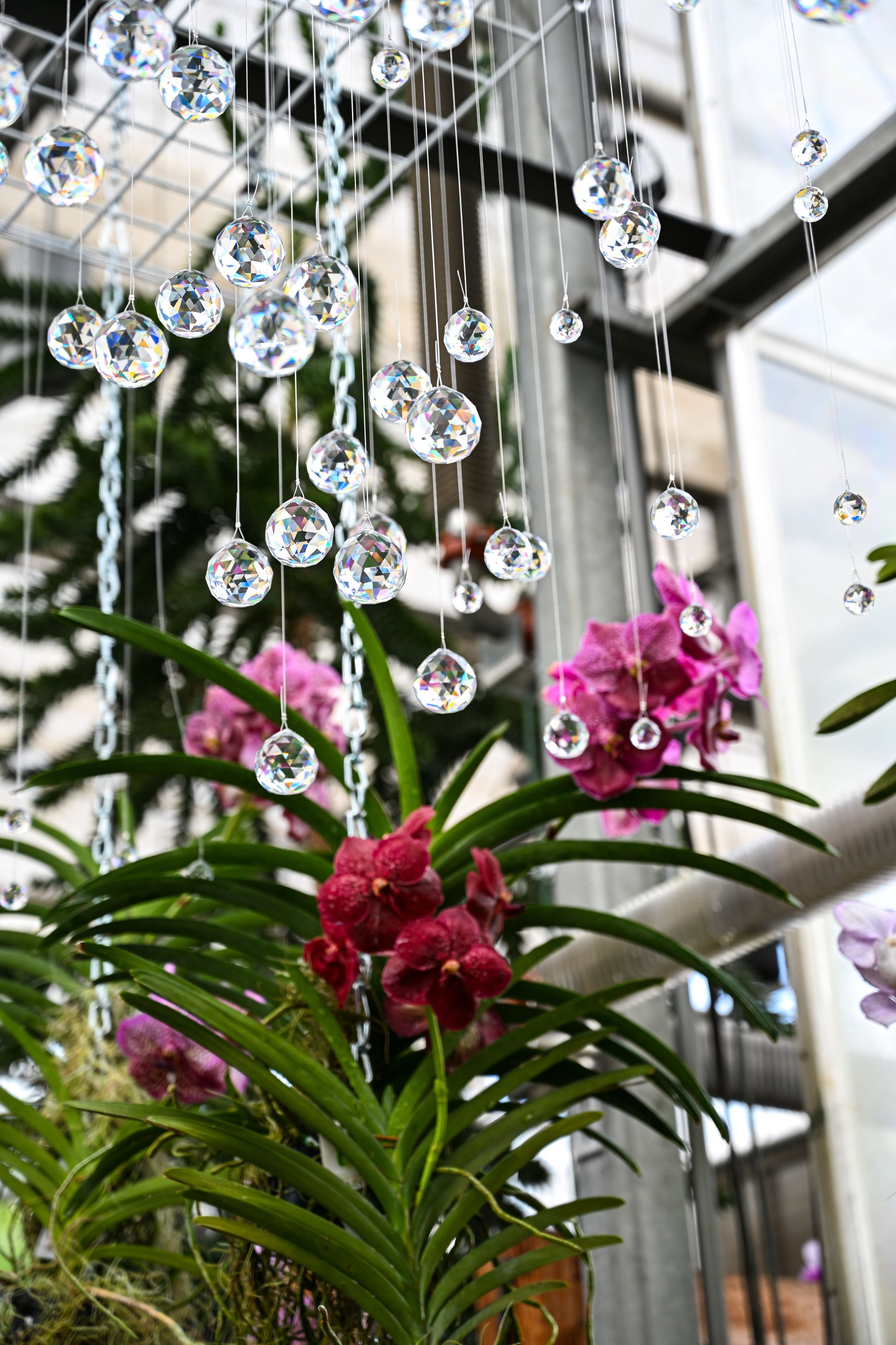 Crystal hanging decorations sparkle above pink orchids in an indoor garden setting.