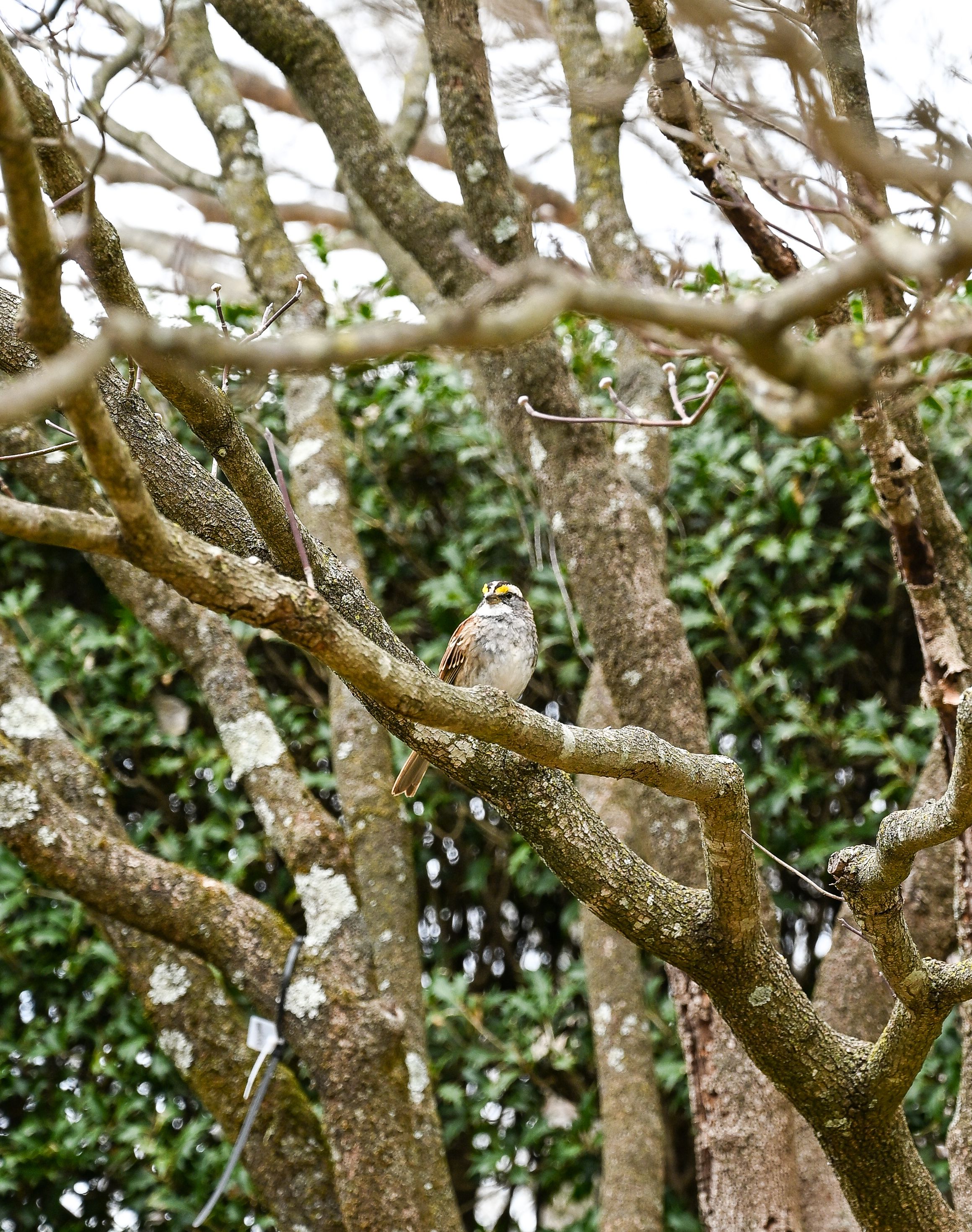 A small bird perches among twisted branches of an old tree with green foliage in the background.