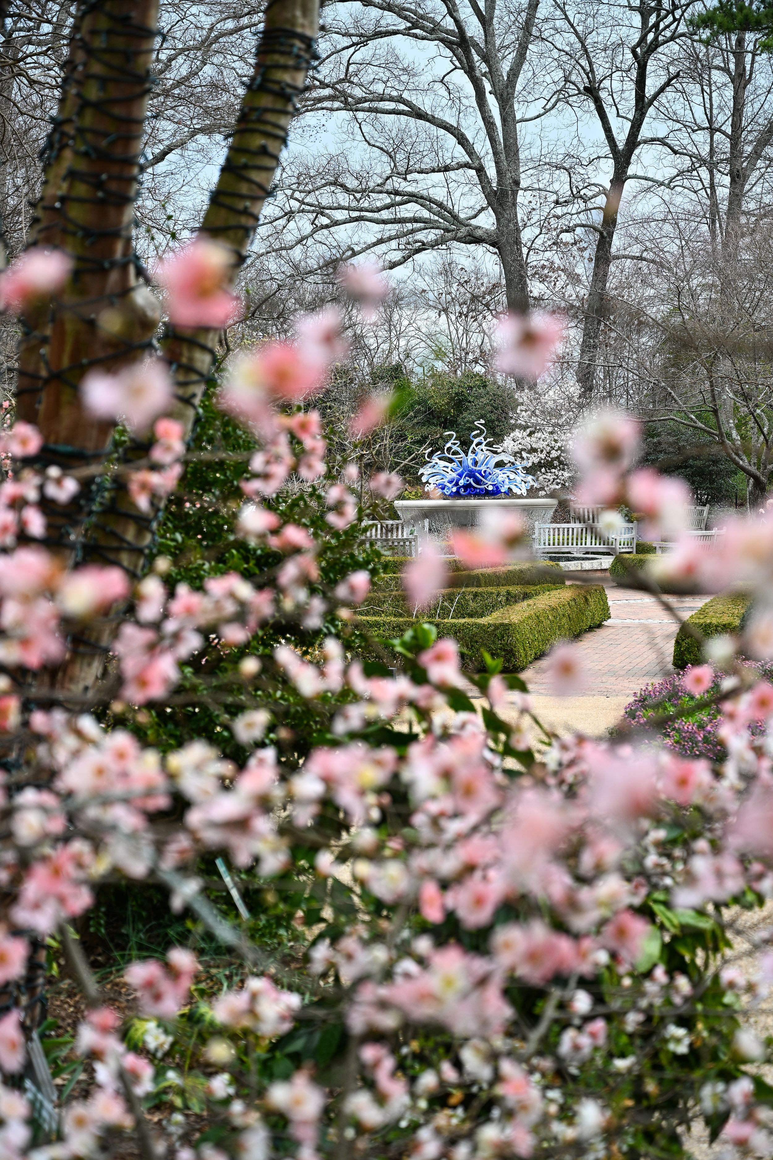 Cherry blossoms frame a garden view with a blue gazebo in the background.