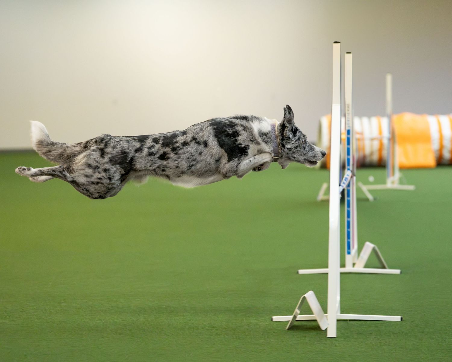 Agility dog photography