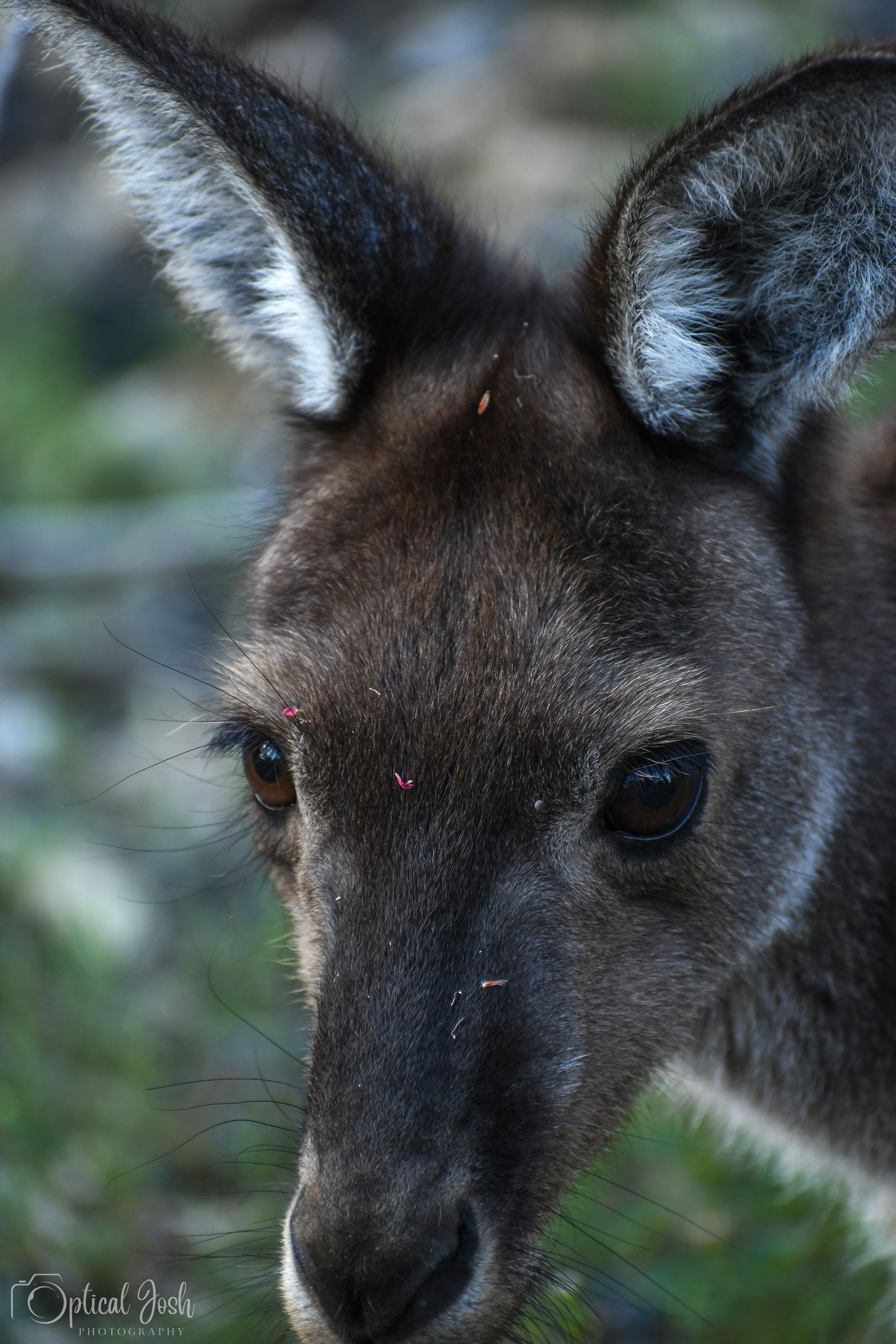 Close-up portrait of a young kangaroo with dark fur showing its large ears and distinctive facial features.