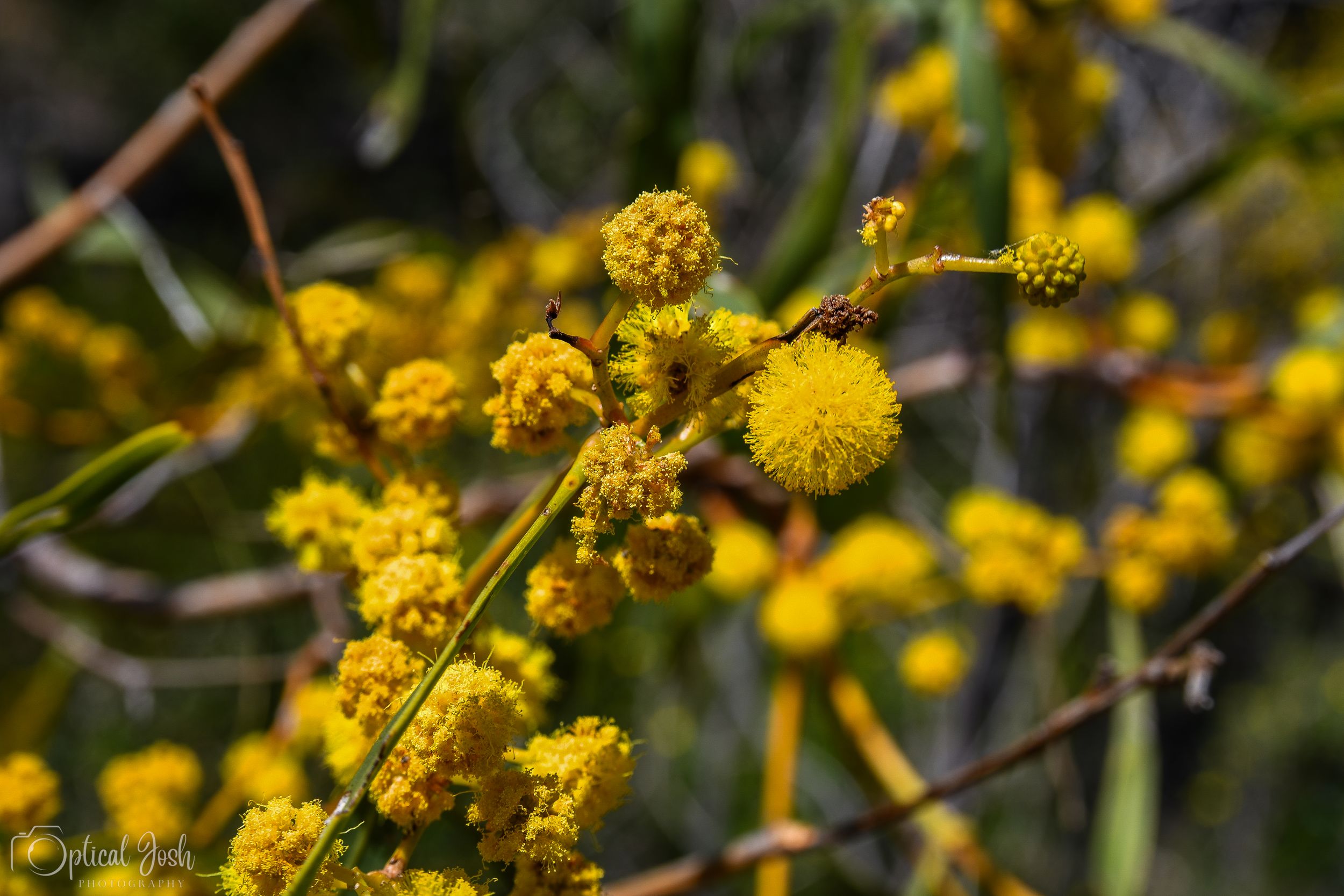 Vibrant yellow wattle flowers bloom on slender branches in an Australian native garden setting.