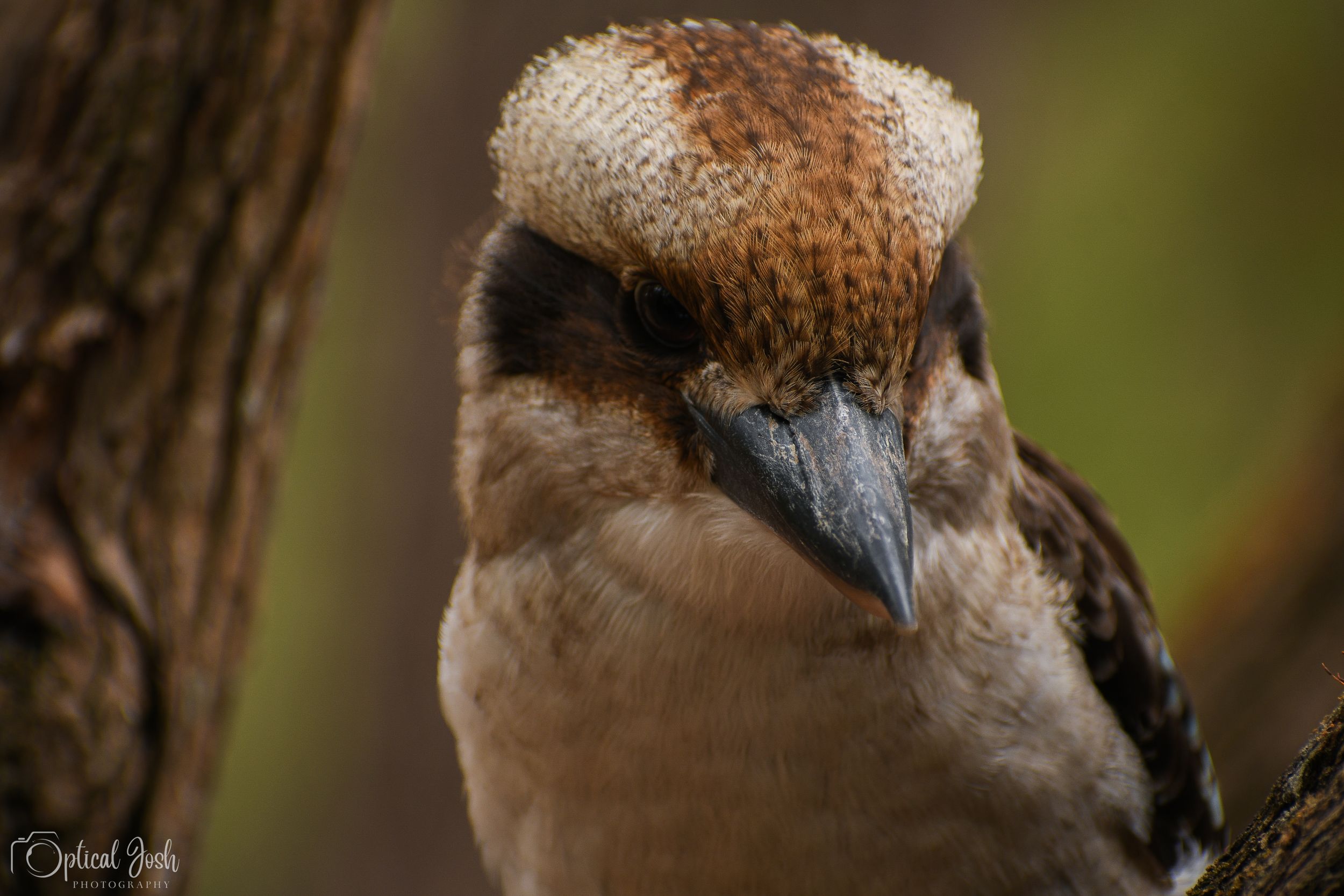 Close-up macro photograph of a kookaburra bird's head showing its distinctive beak and brown feather patterns in nature.
