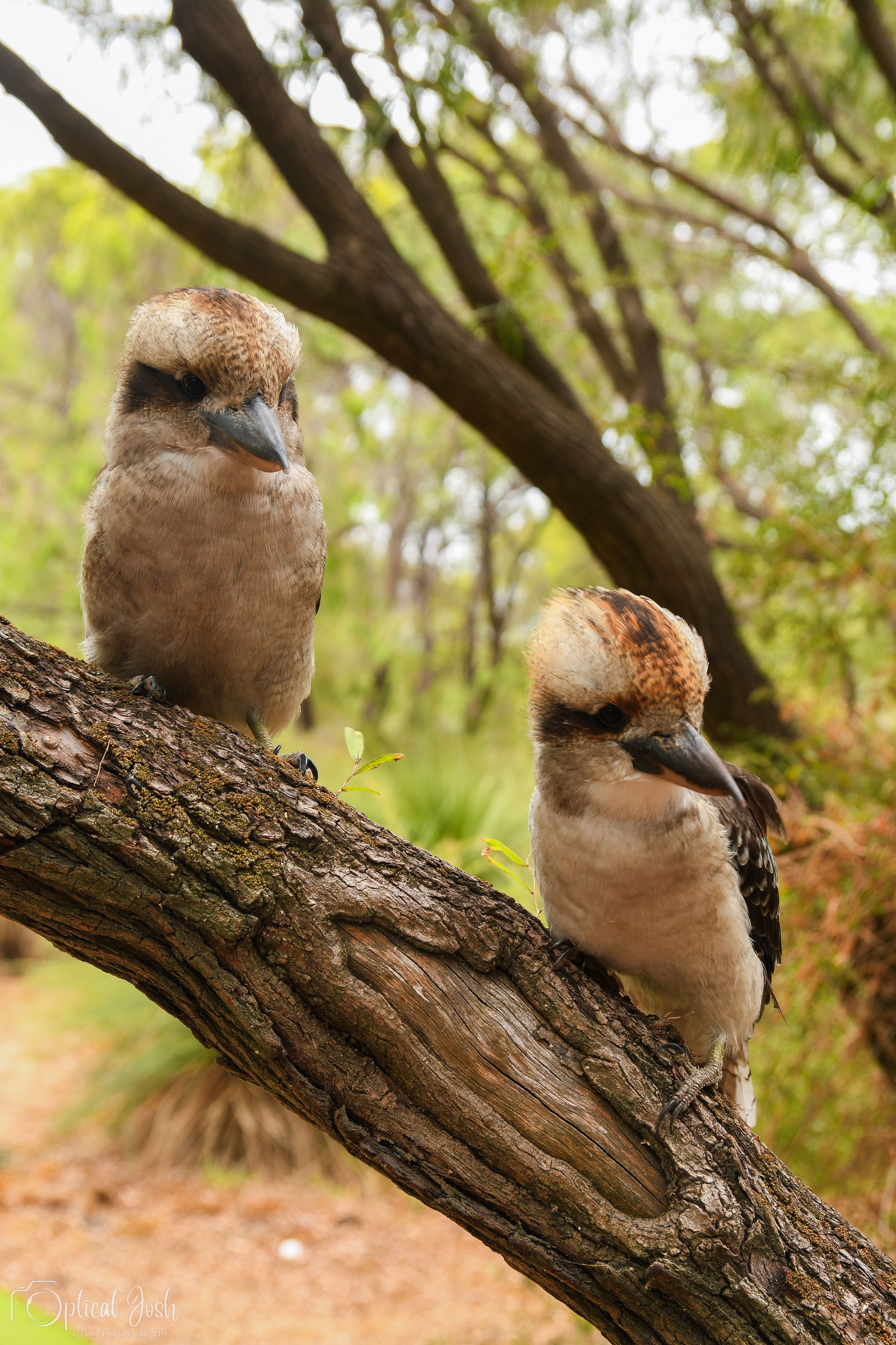 Two Kookaburra birds perched on a slanted tree branch with green foliage in the background.