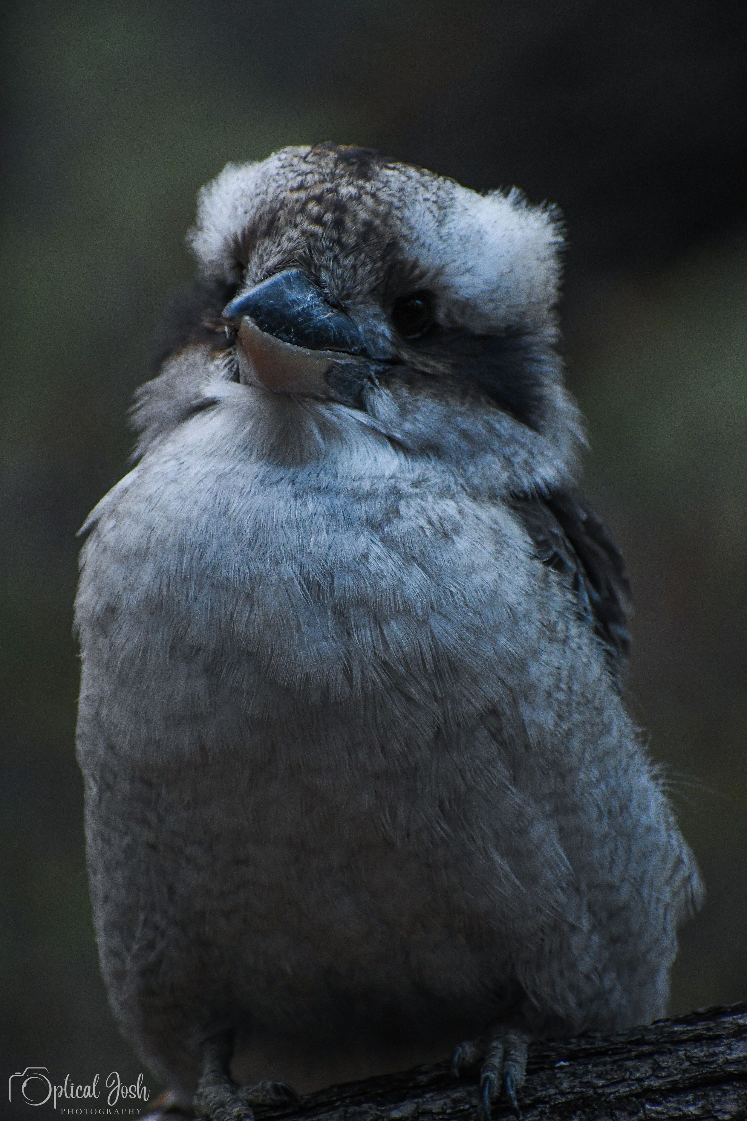 A fluffy kookaburra bird with grey and white feathers perches on a branch against a dark background.