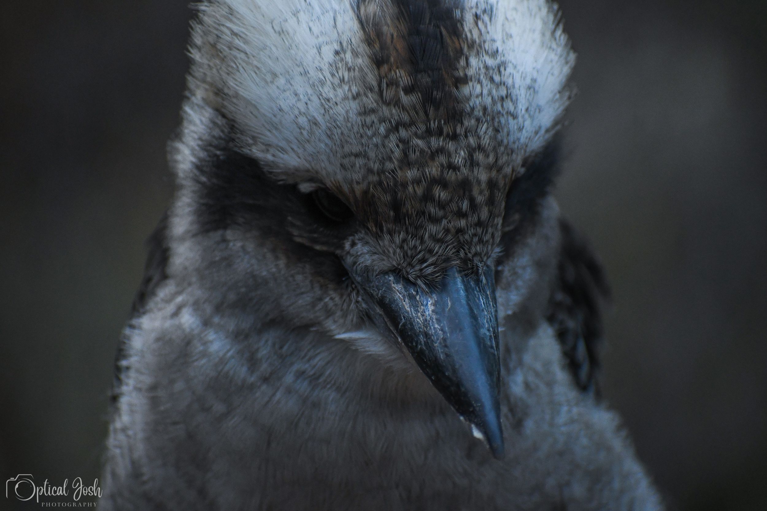 Close-up macro shot of a blue-footed booby bird's face showing detailed feather texture and dark beak.