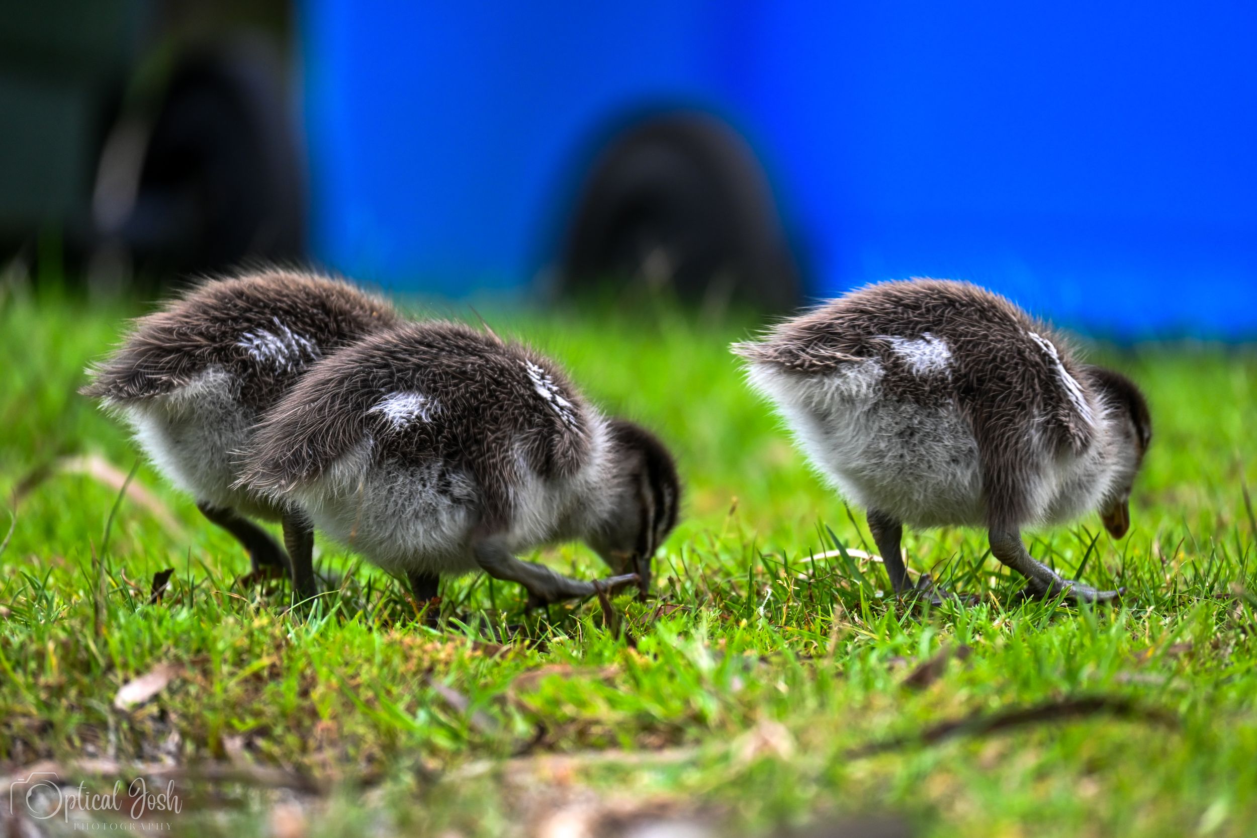 Two adorable black duckling chicks foraging in green grass on a sunny day with vibrant blue background.