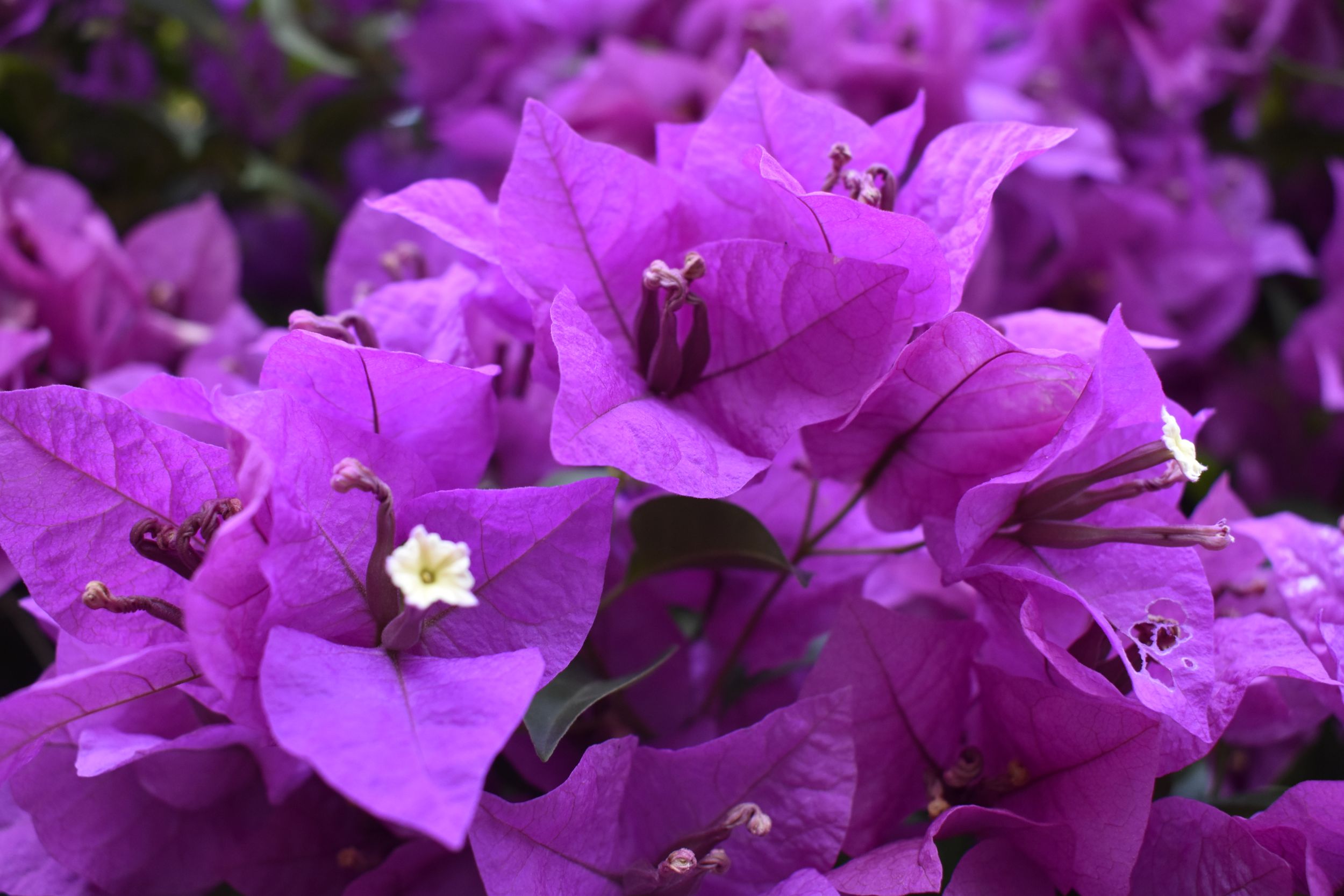 Vibrant purple bougainvillea flowers bloom in dense clusters with dark green foliage in the background.