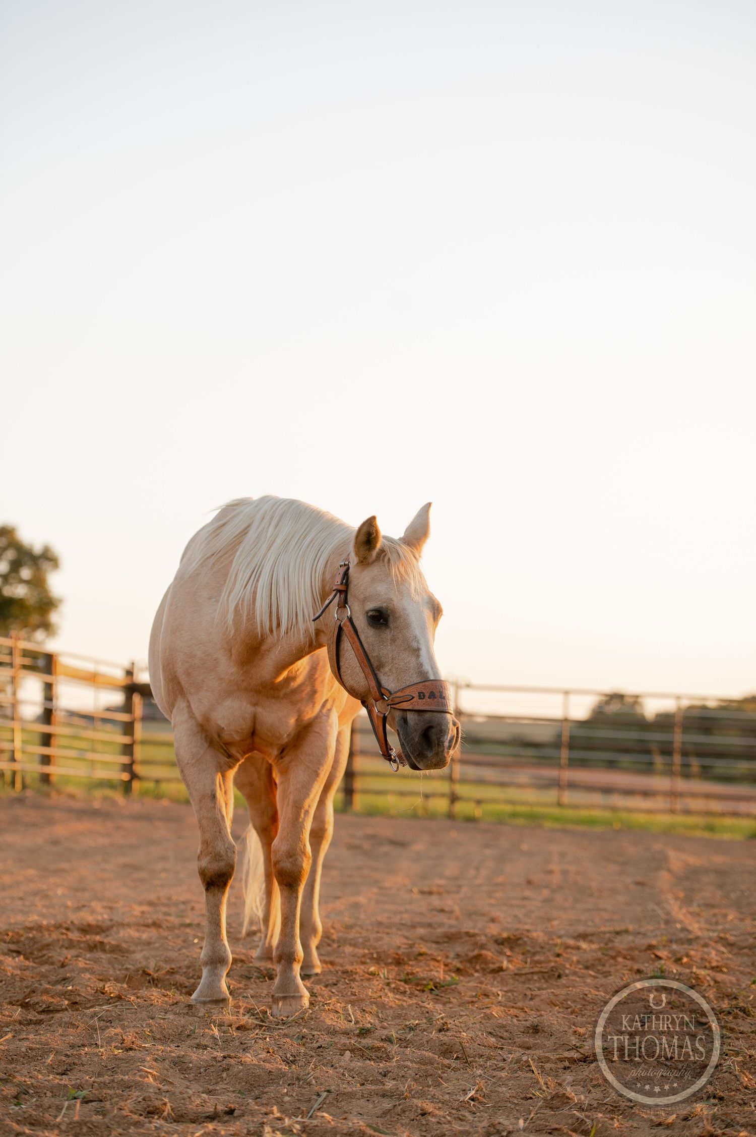 Pale horse with bridle walking in a dusty corral during sunset.