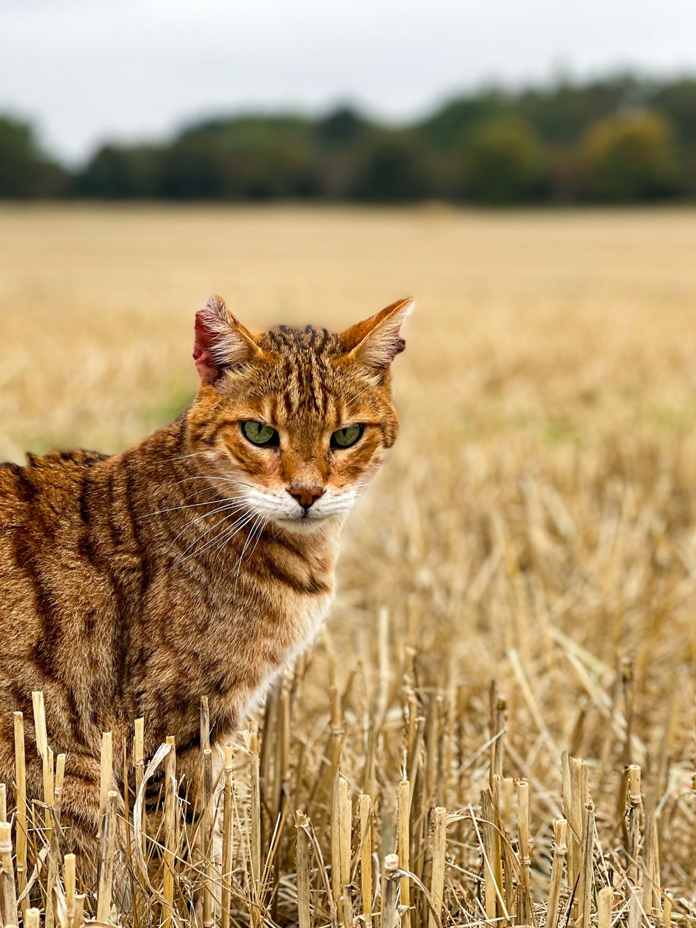 bengal cat
