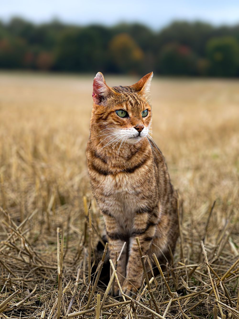 bengal cat