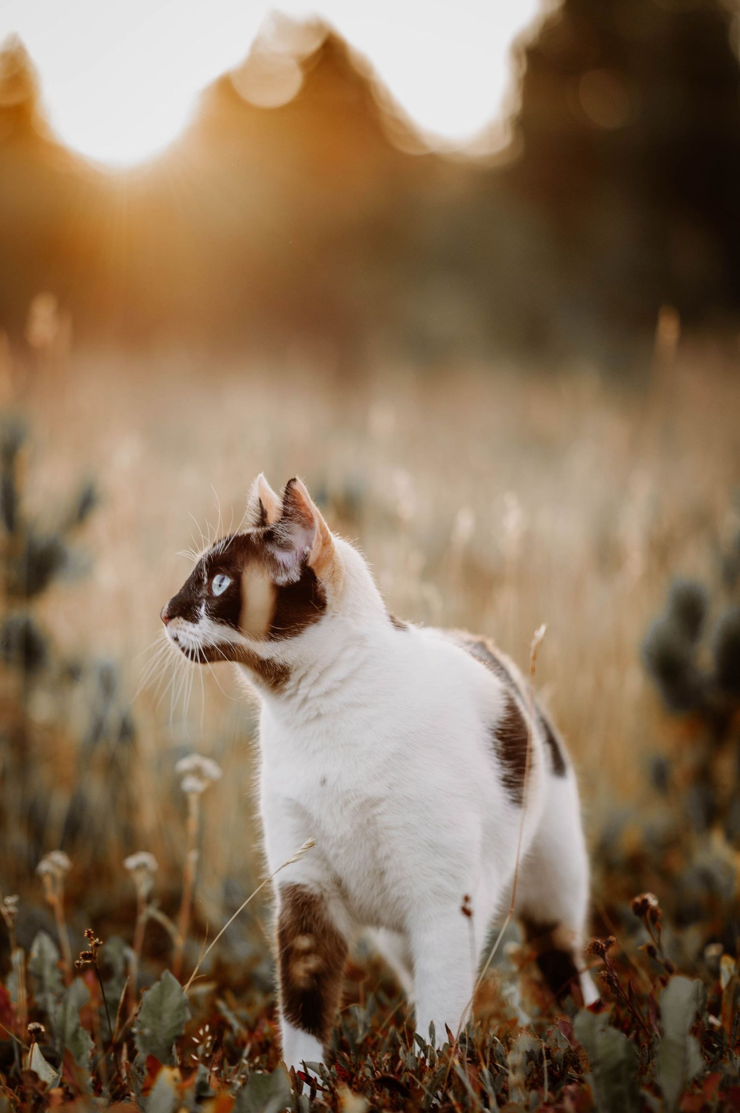 Pet Photography Steamboat Springs. Steamboat Springs Pet Photographer. Dog photography steamboat Springs.