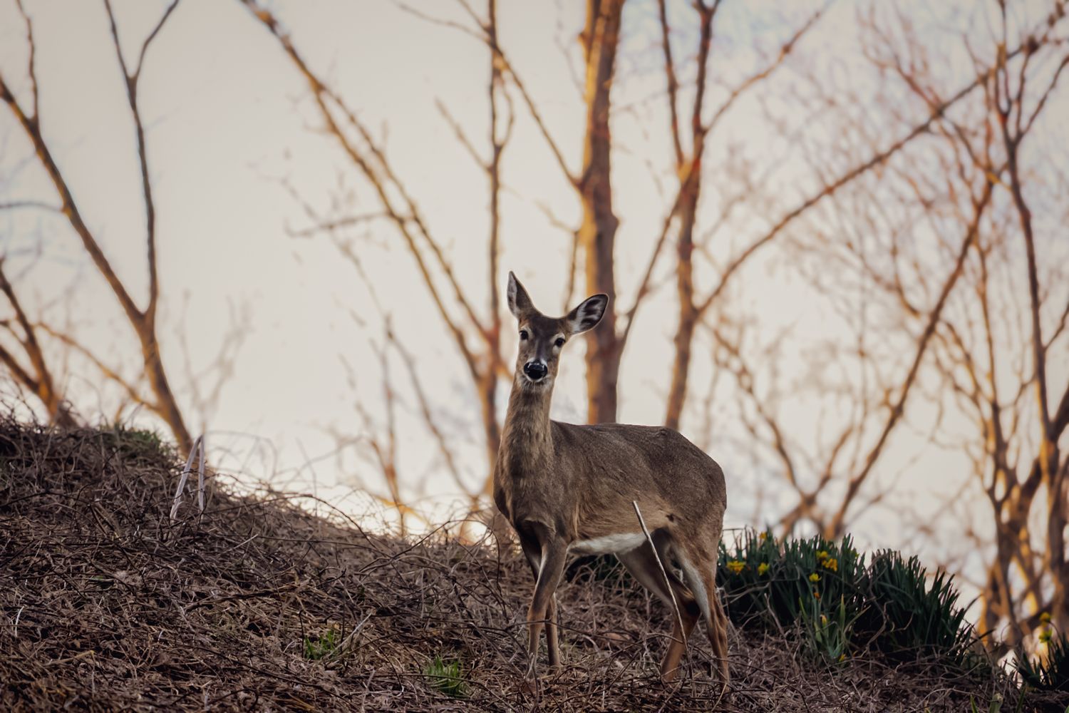 Alert deer standing on hillside at dusk against bare tree branches.