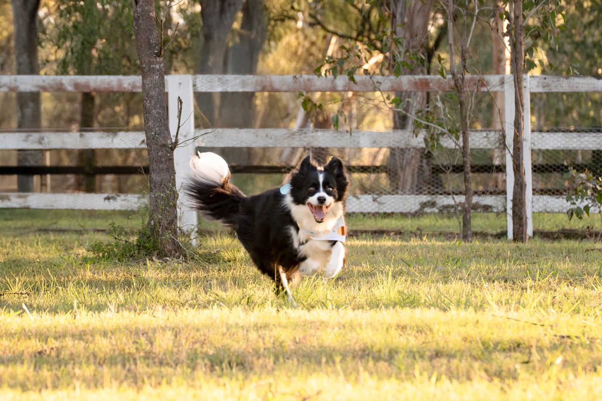 dog running towards the camera photoshoot in sydney