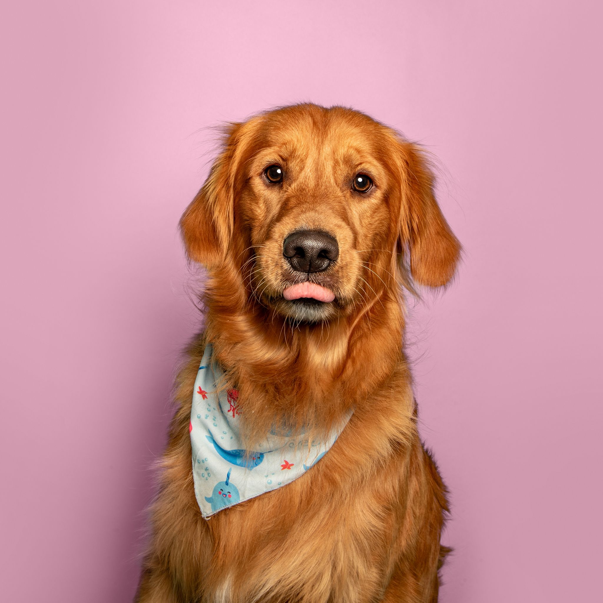 Calendar Contest, Pet Portrait, Pet Photographer Calgary, Golden Retriever on Pink