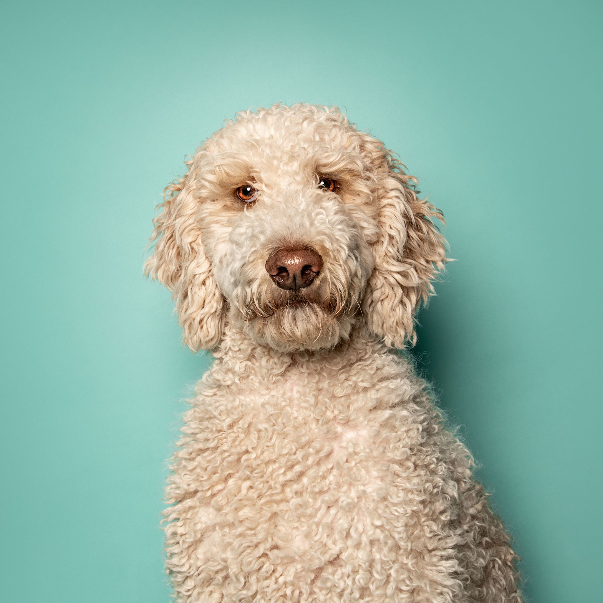 Calendar Contest, Pet Portrait, Pet Photographer Calgary, Doodle on Aqua