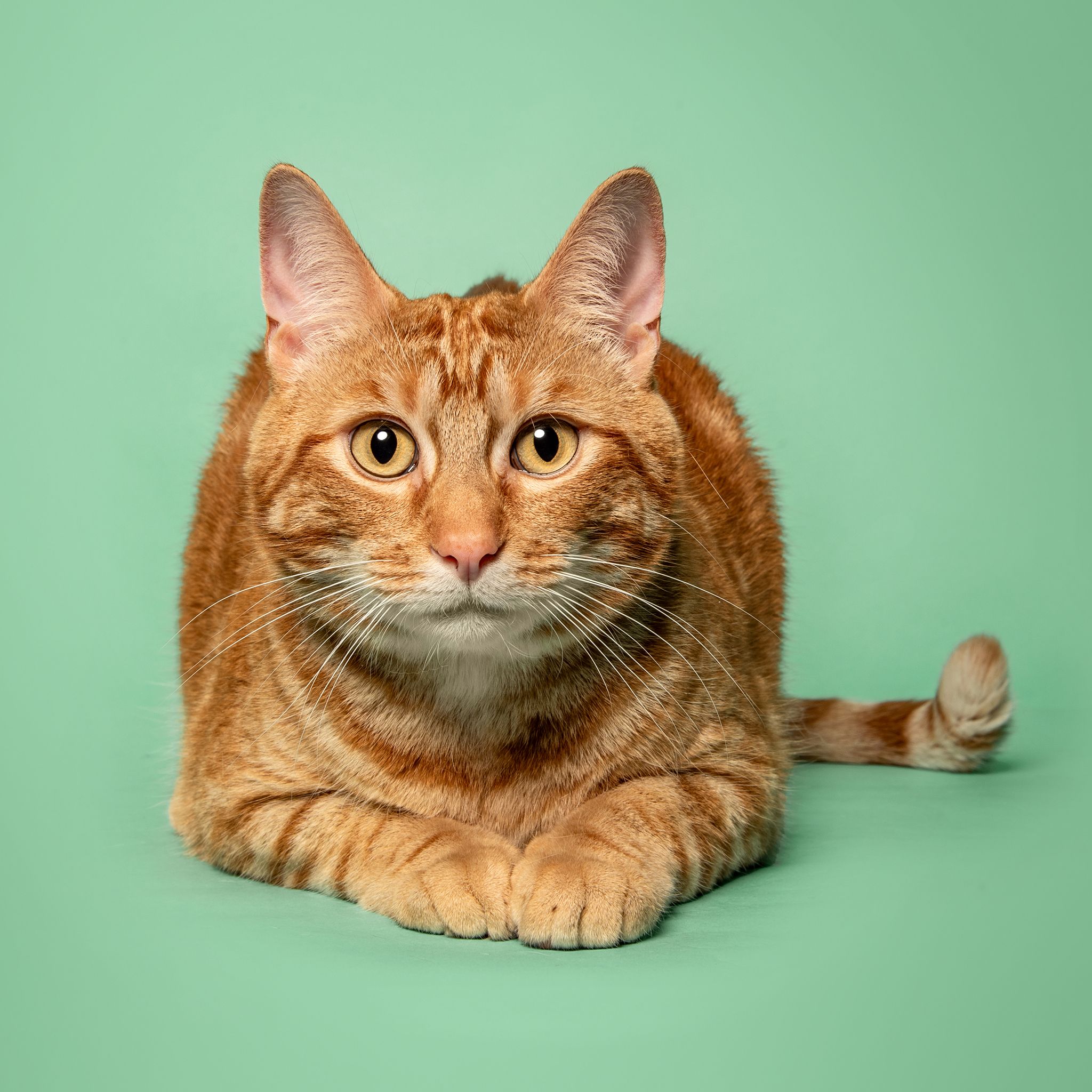 Calendar Contest, Pet Portrait, Pet Photographer Calgary, Cat on Green
