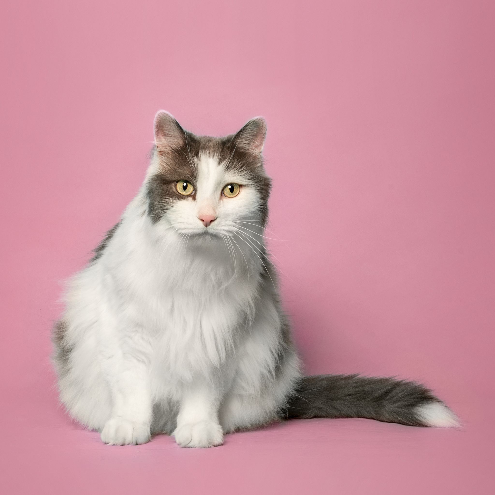Calendar Contest, Pet Portrait, Pet Photographer Calgary, Cat on Pink