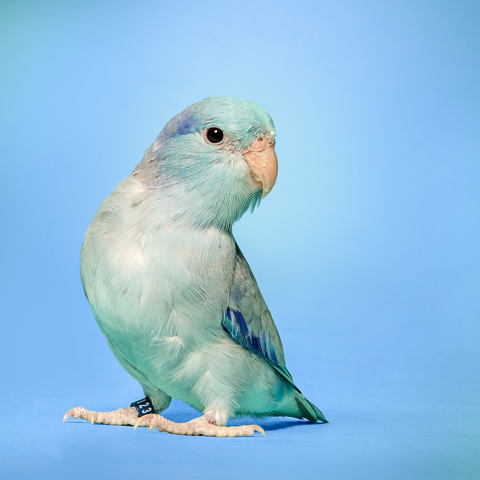 Calendar Contest, Pet Portrait, Pet Photographer Calgary, Parrotlet on Blue