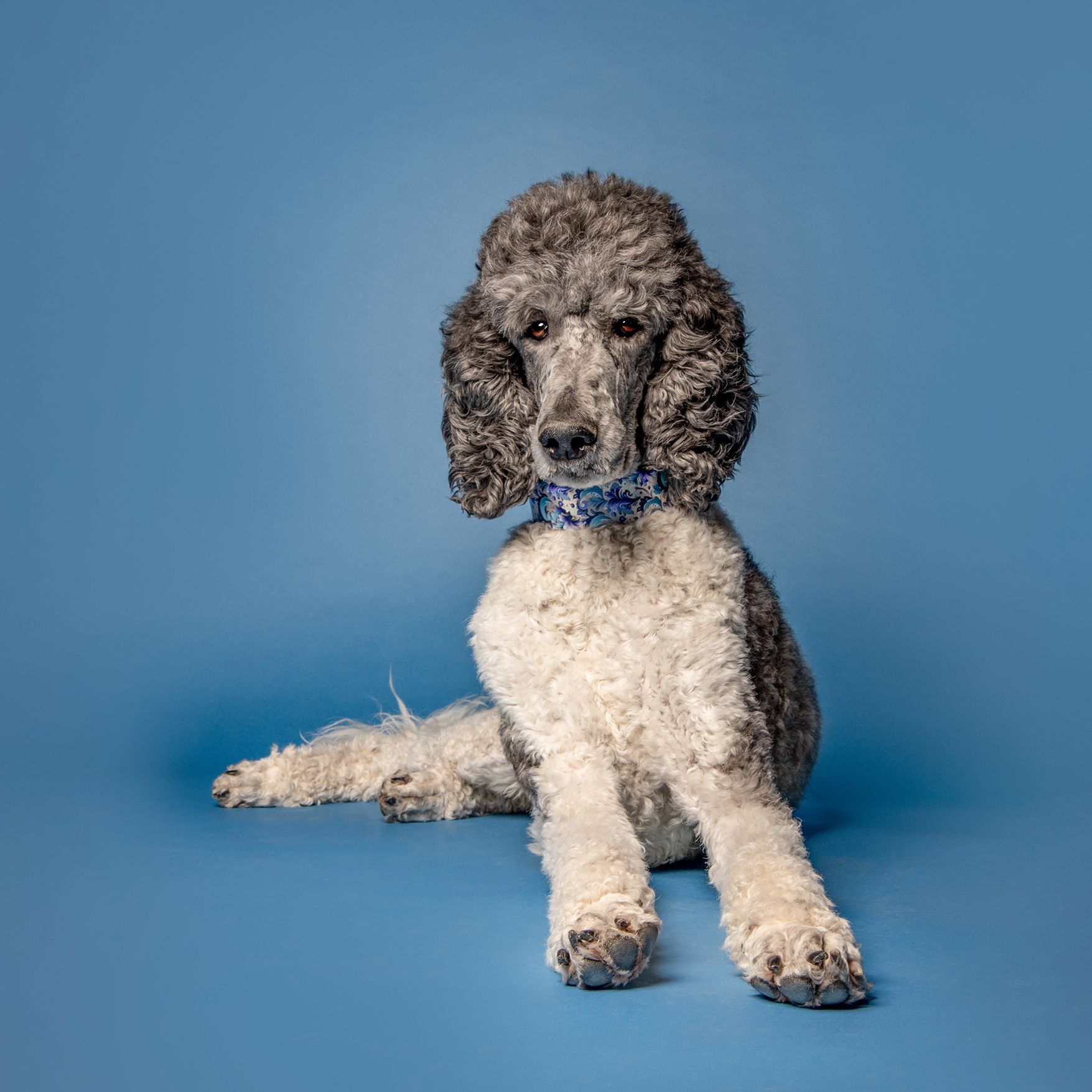 Calendar Contest, Pet Portrait, Pet Photographer Calgary, Poodle on blue backdrop