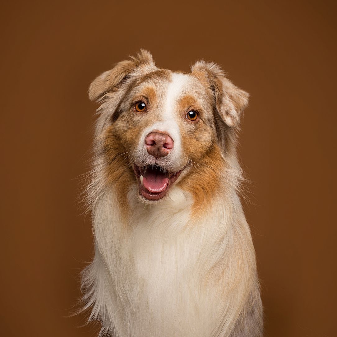 Calendar Contest, Pet Portrait, Pet Photographer Calgary, Australian Shepherd on Brown Backdrop