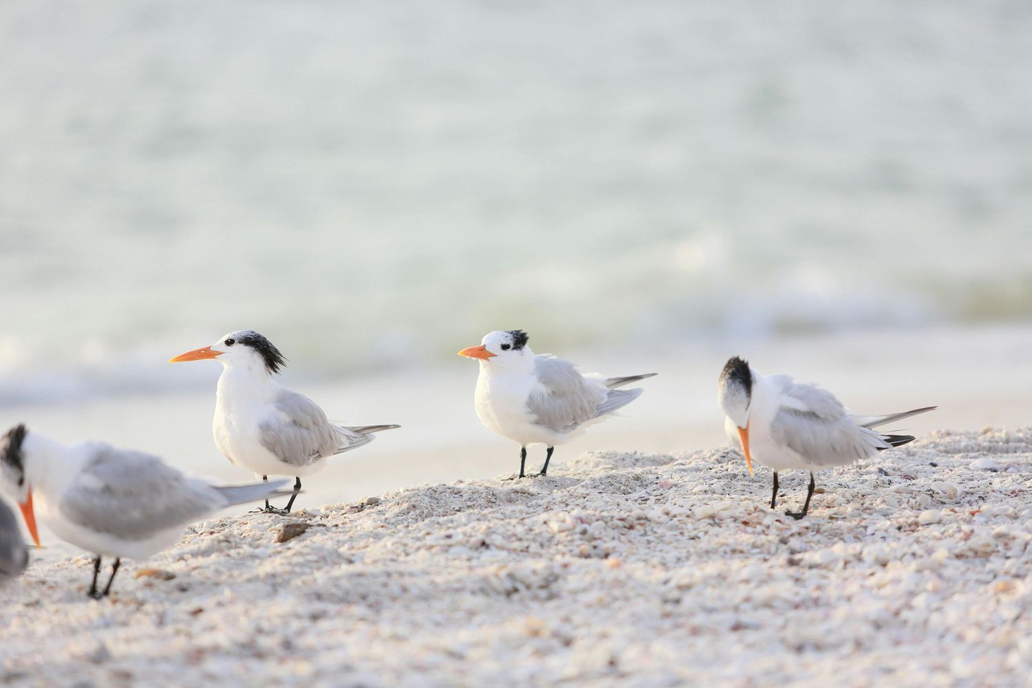 Group of royal terns standing together on a sandy beach in soft light.