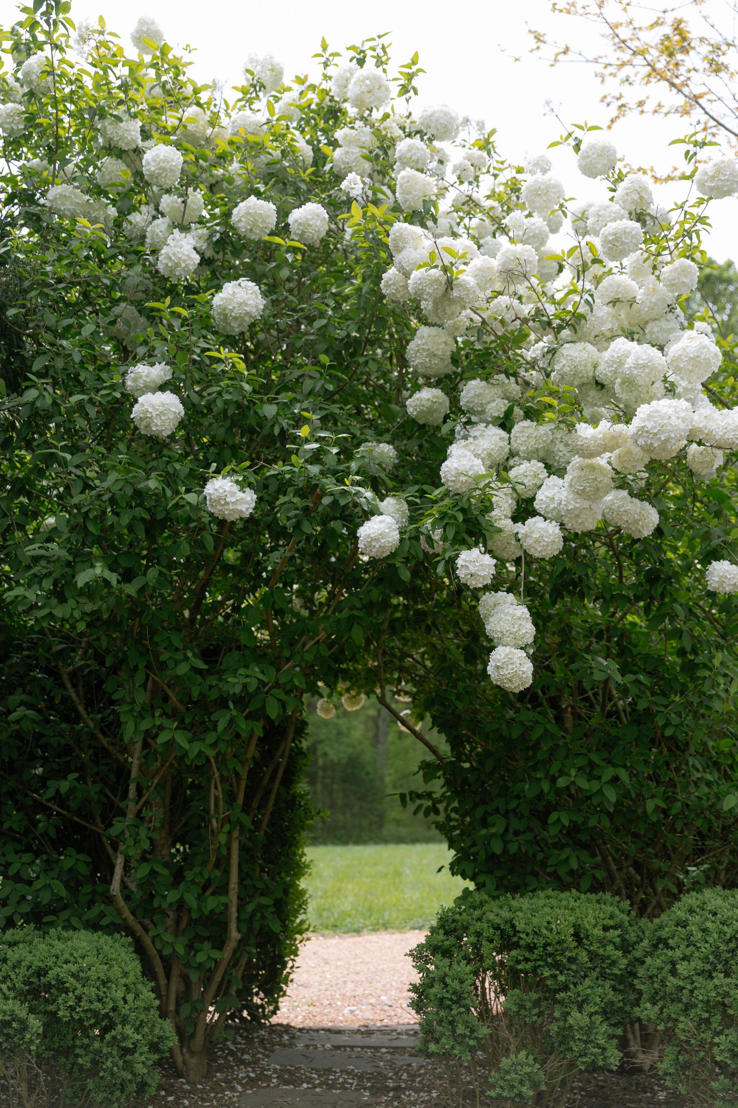 White climbing roses forming an archway over a garden path with lush green foliage and a grassy view beyond.