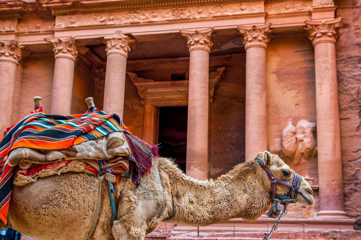 Majestic ancient ruins of Petra Treasury in Jordan with resting camels in the foreground at sunset.