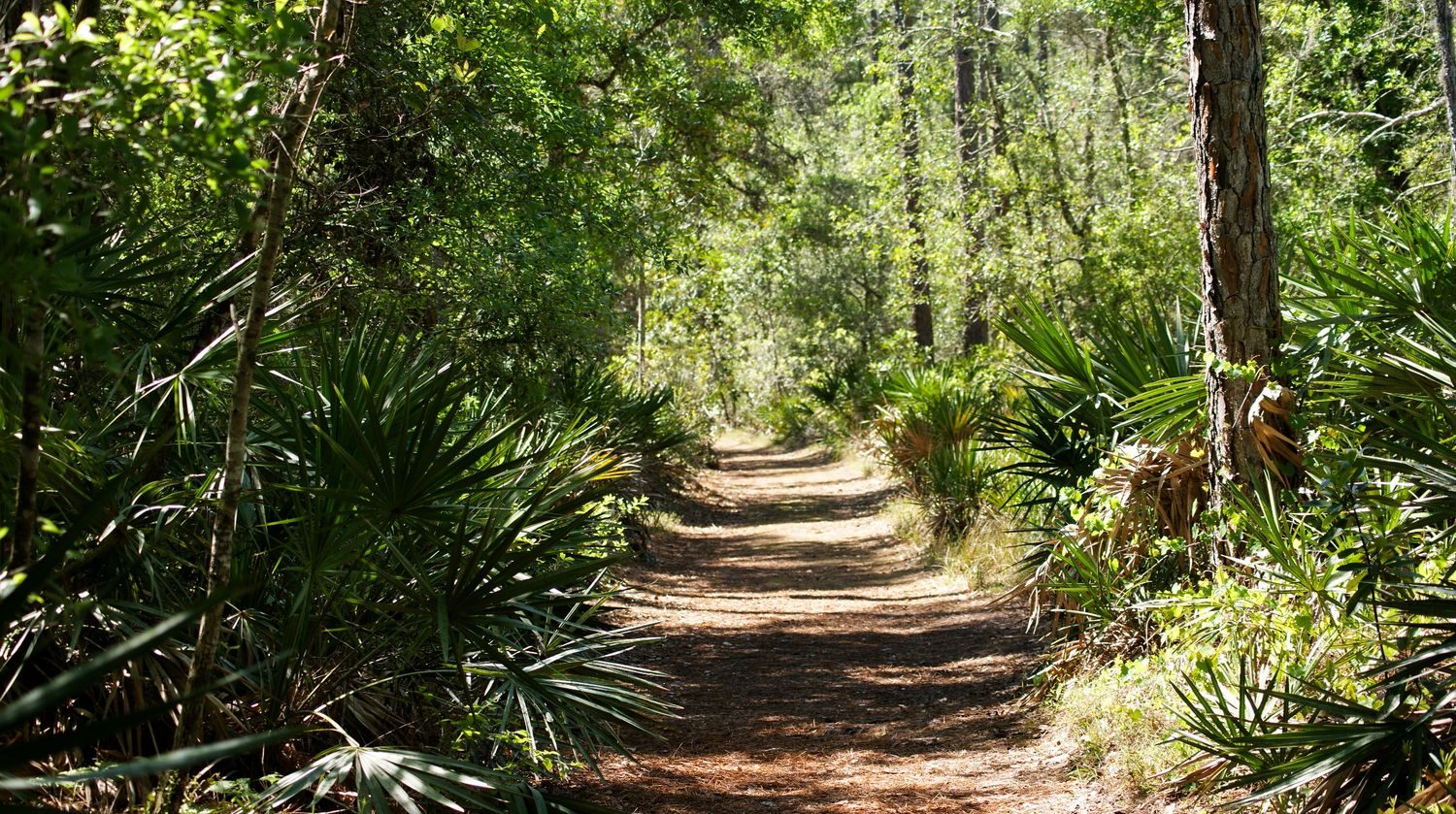 A sunlit dirt hiking trail winds through a lush forest with palmetto plants and tall trees lining the path.