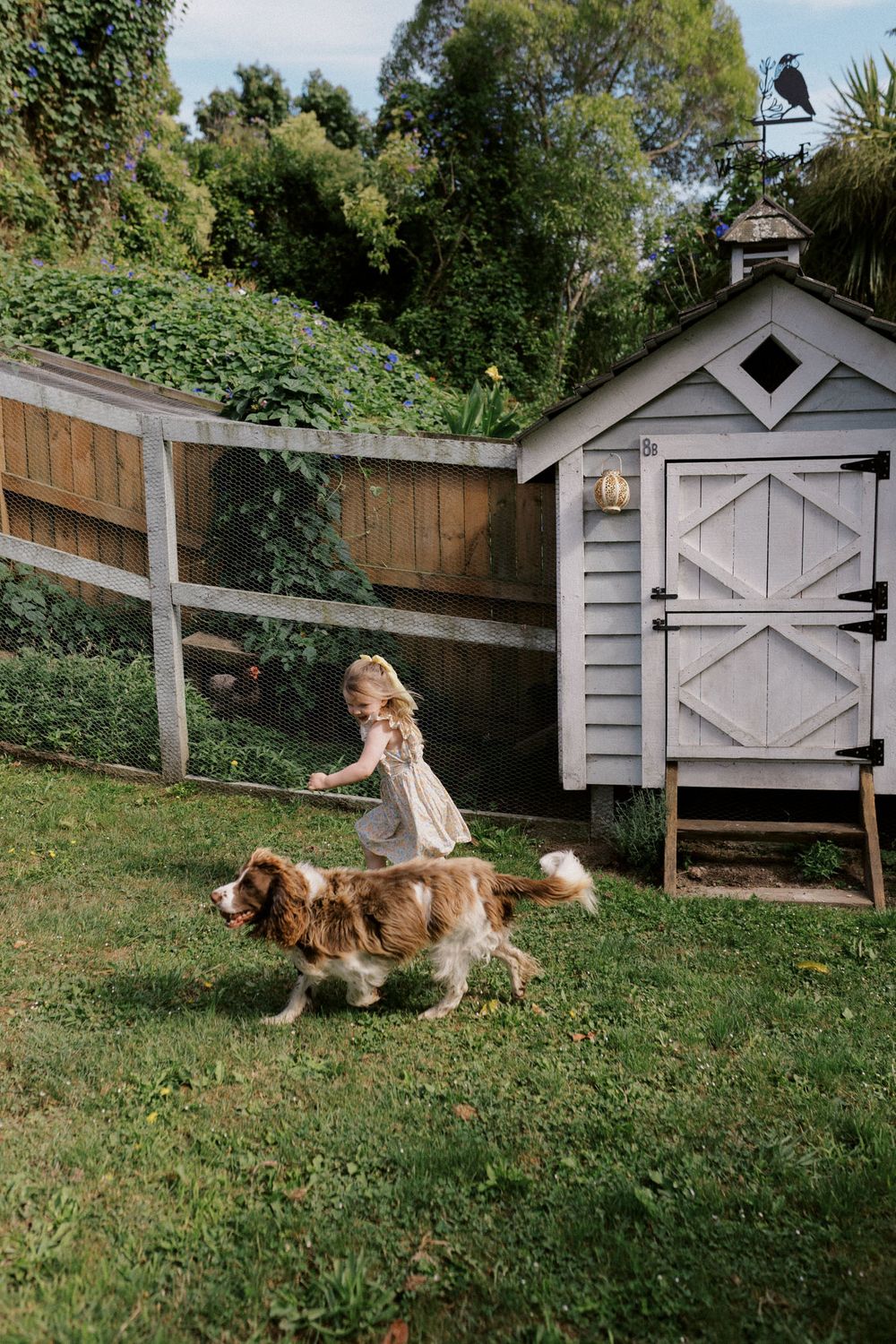 Three sequential photos show a golden retriever dog lying in a grassy yard next to a small gray garden shed.