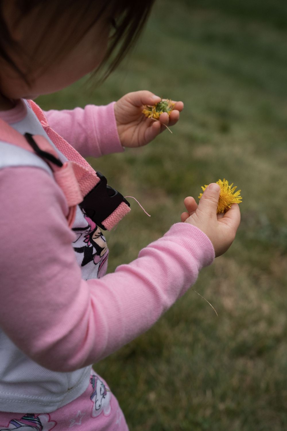 Close-up of small hands holding a yellow dandelion flower in a grassy outdoor setting.