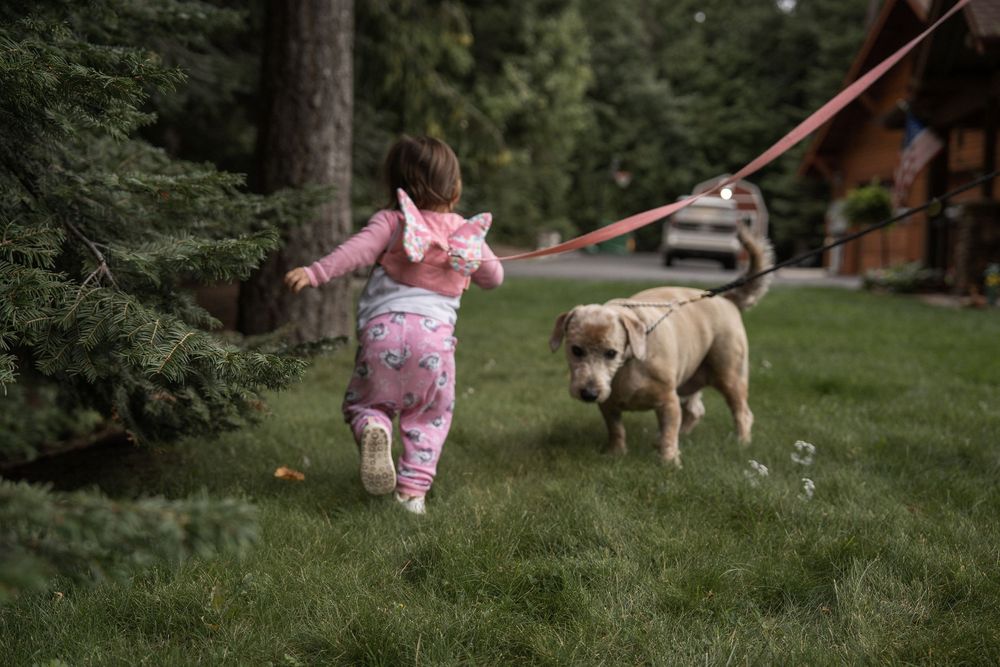 Pink-clad toddler walking on grass with a leash while a dog follows in the background.