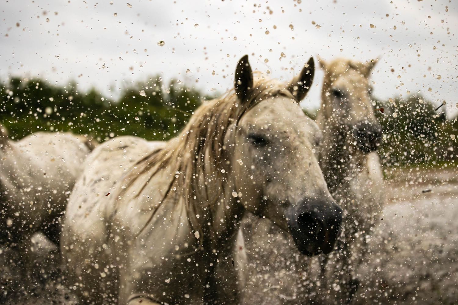 White horses splash through shallow water creating a dynamic panoramic scene of motion and spray.