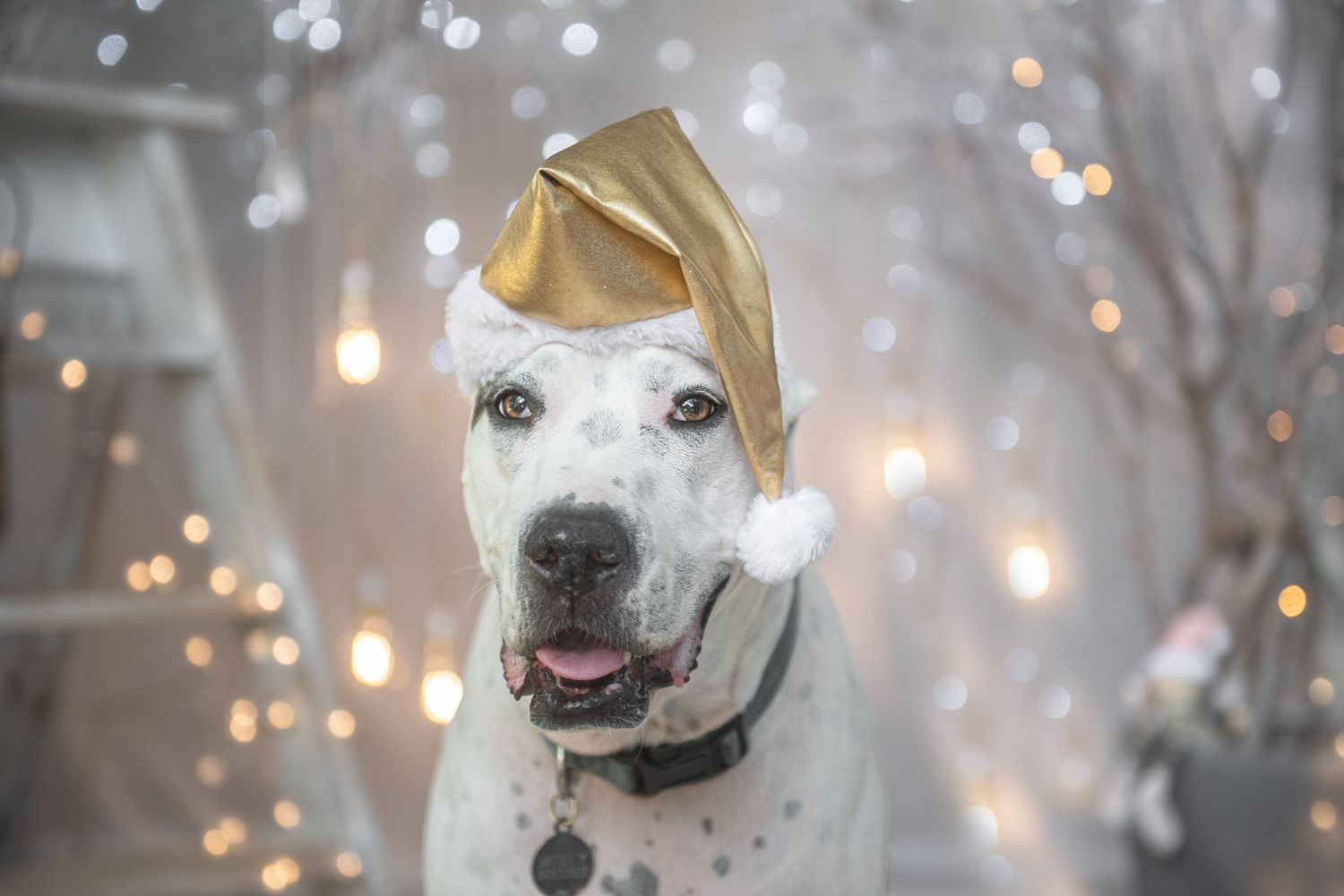 White dog wearing a gold party hat poses against a sparkly bokeh background.