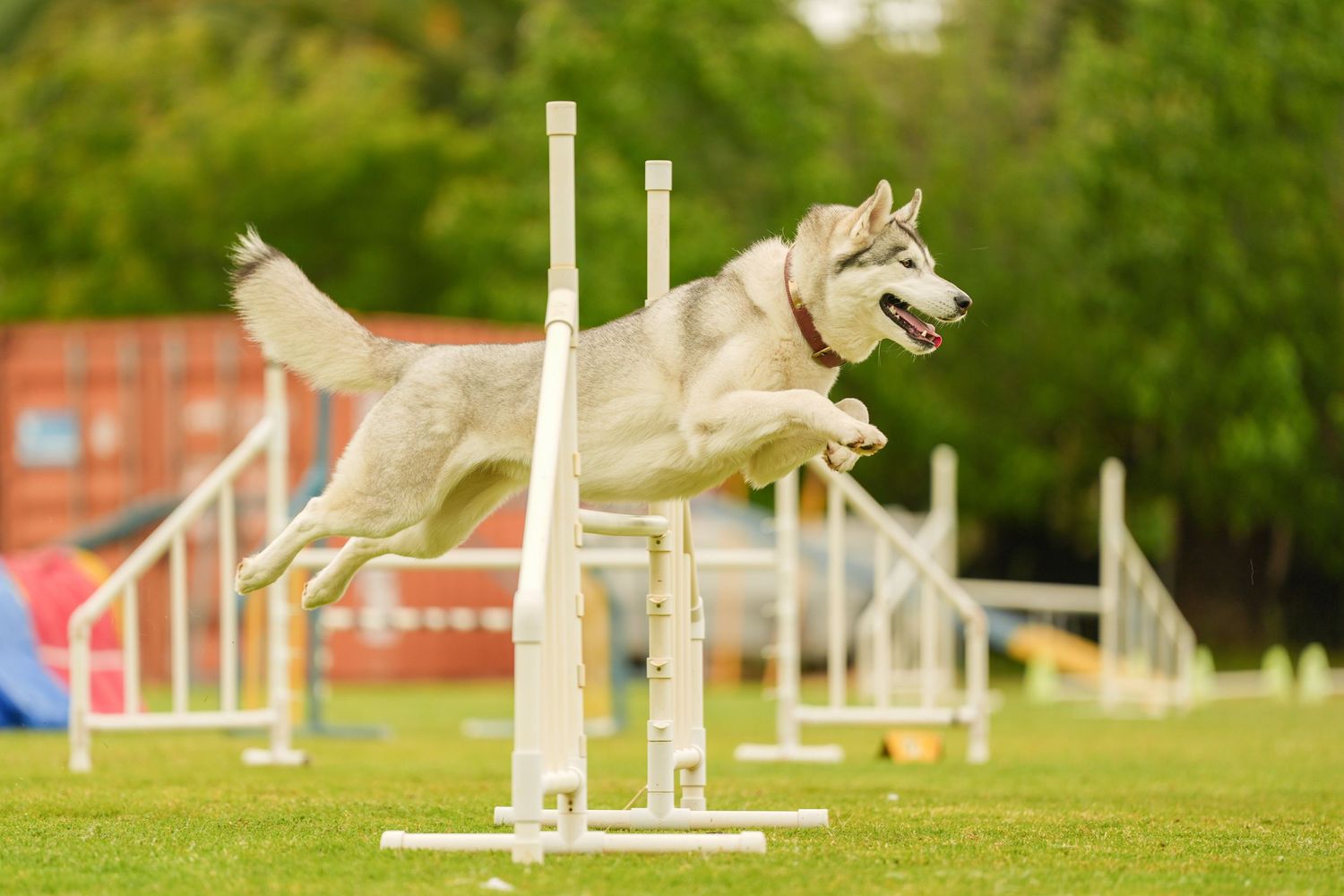 A Siberian Husky leaps gracefully over an agility course jump in a green outdoor training field.