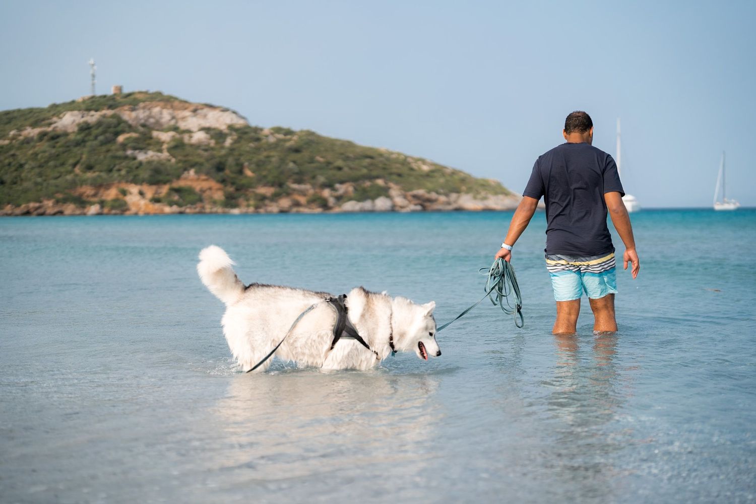 baigneur avec son chien sur la plage de macinaggio dans l'eau turquoise