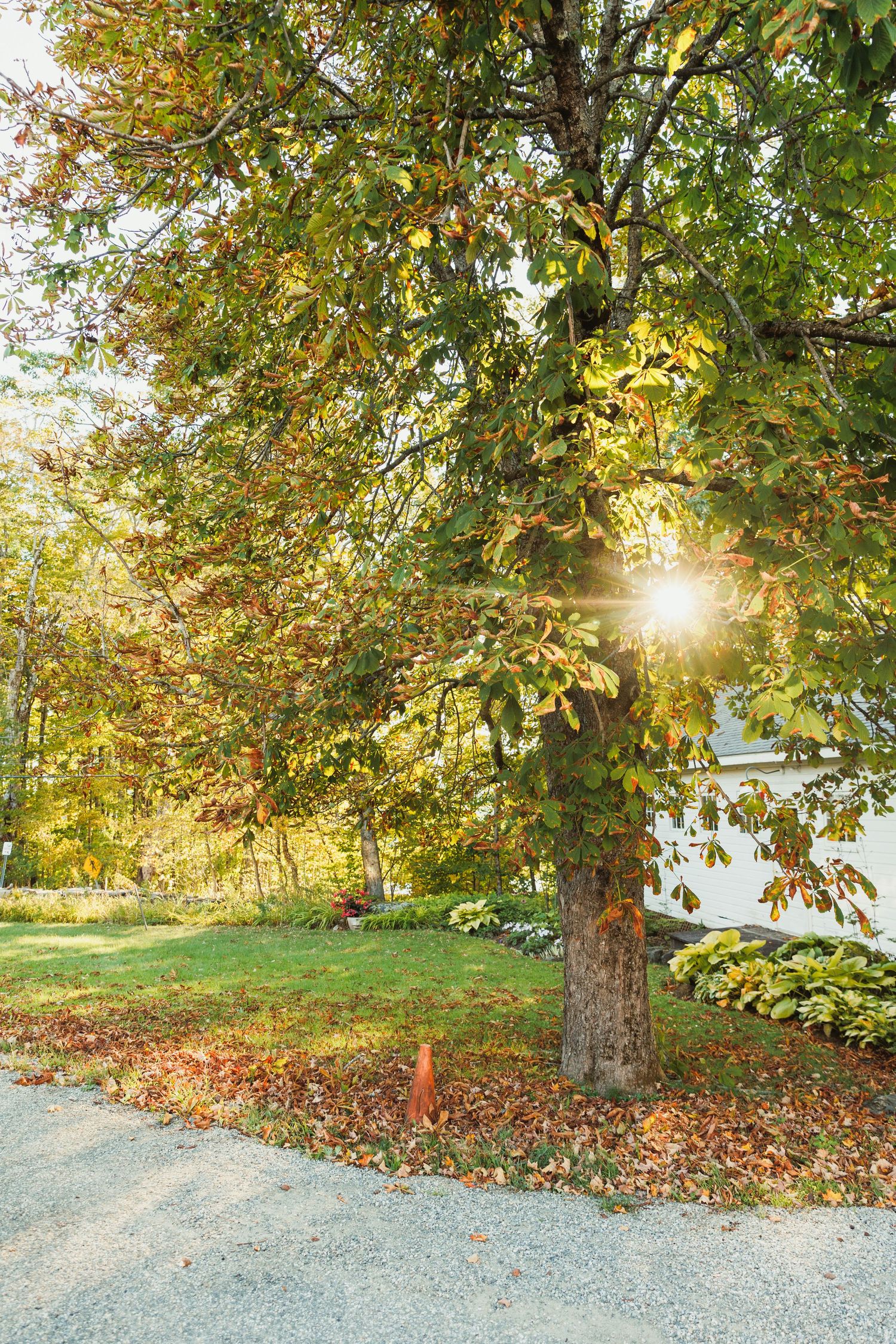 Autumn trees with golden leaves frame a sunlit outdoor wedding venue setting.
