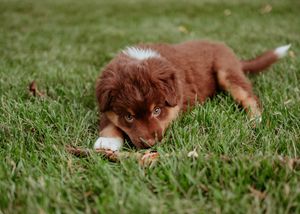 Brown dachshund puppy lies playfully in green grass while looking at the camera.