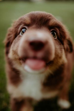 A series of close-up shots showing a smiling ferret's face from different angles with blurred green background.